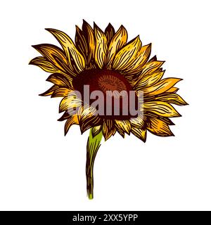 Grafikobjekt Sonnenblume. Handzeichnung. Nicht AI, Vektorillustration Stock Vektor
