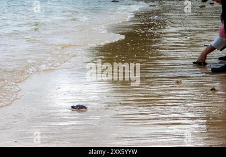 Chonburi, Thailand. August 2024. Die Meeresschildkröten schlüpfen ins Meer, nachdem sie von einem Besucher am Strand des Sea Turtle Conservation Center freigelassen wurden. Das Sea Turtle Conservation Center der Royal Thai Navy wurde gegründet, um vier Arten von Meeresschildkröten in Thailand zu schützen und zu erhalten: Die Lederschildkröte, die grüne Schildkröte, die Karettschildkröte und die Oliven-Ridley-Schildkröte, die alle vom Aussterben bedroht sind. Das Zentrum überwacht die Eiinkubation, hält Meeresschildkröten in ihren frühen Stadien und lässt sie dann wieder in die Wildnis zurück. Stockfoto