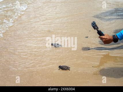 Chonburi, Thailand. August 2024. Ein Besucher fotografiert Meeresschildkröten-Schlüpflinge, die im Strandbereich des Sea Turtle Conservation Center wieder ins Meer gebracht wurden. Das Sea Turtle Conservation Center der Royal Thai Navy wurde gegründet, um vier Arten von Meeresschildkröten in Thailand zu schützen und zu erhalten: Die Lederschildkröte, die grüne Schildkröte, die Karettschildkröte und die Oliven-Ridley-Schildkröte, die alle vom Aussterben bedroht sind. Das Zentrum überwacht die Eiinkubation, hält Meeresschildkröten in ihren frühen Stadien und lässt sie dann wieder in die Wildnis zurück. (Cr Stockfoto