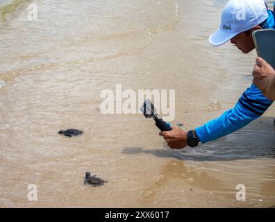 Im Strandbereich des Sea Turtle Conservation Center in Sattahip, Chonburi, werden Meeresschildkröten-Schlüpflinge fotografiert. Das Sea Turtle Conservation Center der Royal Thai Navy wurde gegründet, um vier Arten von Meeresschildkröten in Thailand zu schützen und zu erhalten: Die Lederschildkröte, die grüne Schildkröte, die Karettschildkröte und die Oliven-Ridley-Schildkröte, die alle vom Aussterben bedroht sind. Das Zentrum überwacht die Eiinkubation, hält Meeresschildkröten in ihren frühen Stadien und lässt sie dann wieder in die Wildnis zurück. (Foto von Pongmana Stockfoto