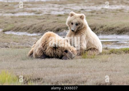 Blond Coastal Brown Bear Cub - Brown Bear Bay, Chinitna Bay, in der Nähe des Lake Clark National Park and Preserve, Alaska Stockfoto