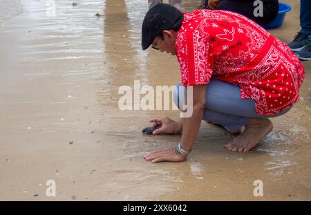 Ein Besucher sah, wie er am Strand des Sea Turtle Conservation Center Meeresschildkröten-Schlüpflinge wieder ins Meer brachte. Das Sea Turtle Conservation Center der Royal Thai Navy wurde gegründet, um vier Arten von Meeresschildkröten in Thailand zu schützen und zu erhalten: Die Lederschildkröte, die grüne Schildkröte, die Karettschildkröte und die Oliven-Ridley-Schildkröte, die alle vom Aussterben bedroht sind. Das Zentrum überwacht die Eiinkubation, hält Meeresschildkröten in ihren frühen Stadien und lässt sie dann wieder in die Wildnis zurück. (Foto: Pongmanat Tasiri/SOPA Images/SIPA USA) Stockfoto