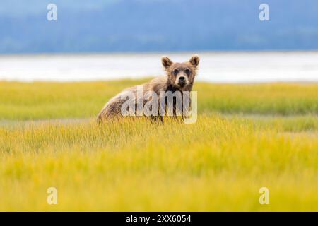 Coastal Brown Bear Cub - Brown Bear Bay, Chinitna Bay, in der Nähe des Lake Clark National Park and Preserve, Alaska Stockfoto