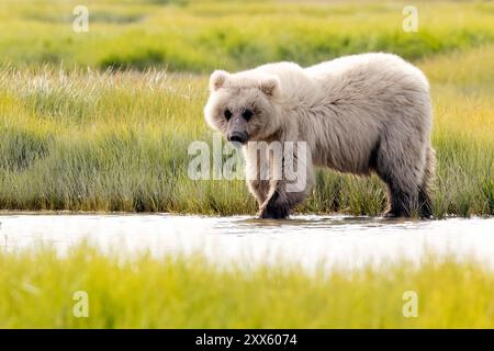 Blond Coastal Brown Bear Cub - Brown Bear Bay, Chinitna Bay, in der Nähe des Lake Clark National Park and Preserve, Alaska Stockfoto