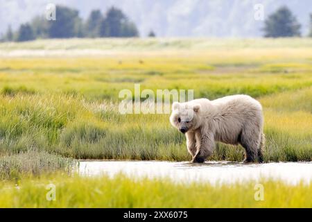 Blond Coastal Brown Bear Cub - Brown Bear Bay, Chinitna Bay, in der Nähe des Lake Clark National Park and Preserve, Alaska Stockfoto