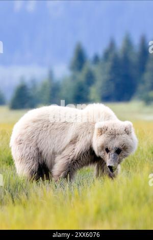 Blond Coastal Brown Bear Cub - Brown Bear Bay, Chinitna Bay, in der Nähe des Lake Clark National Park and Preserve, Alaska Stockfoto