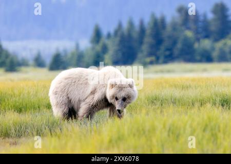 Blond Coastal Brown Bear Cub - Brown Bear Bay, Chinitna Bay, in der Nähe des Lake Clark National Park and Preserve, Alaska Stockfoto