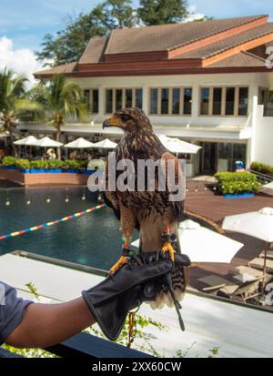 Pattaya, Chonburi, Thailand. August 2024. Ein Falke, der auf der Hand eines Mitarbeiters stand, war an der Taubenkontrolle in einem Hotel beteiligt. (Credit Image: © Pongmanat Tasiri/SOPA Images via ZUMA Press Wire) NUR REDAKTIONELLE VERWENDUNG! Nicht für kommerzielle ZWECKE! Stockfoto