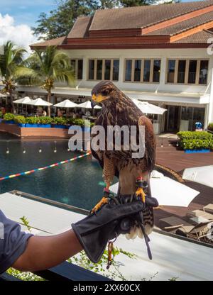 Pattaya, Chonburi, Thailand. August 2024. Ein Falke, der auf der Hand eines Mitarbeiters stand, war an der Taubenkontrolle in einem Hotel beteiligt. (Credit Image: © Pongmanat Tasiri/SOPA Images via ZUMA Press Wire) NUR REDAKTIONELLE VERWENDUNG! Nicht für kommerzielle ZWECKE! Stockfoto