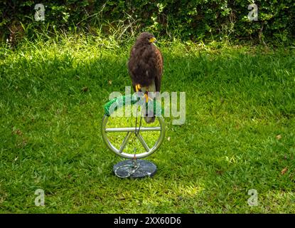 Pattaya, Chonburi, Thailand. August 2024. Ein Falke war während der Taubenkontrolle in einem Hotel in Pattaya, Chonburi, Thailand, anwesend. (Credit Image: © SOPA Images via ZUMA Press Wire) NUR REDAKTIONELLE VERWENDUNG! Nicht für kommerzielle ZWECKE! Stockfoto