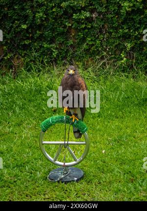 Pattaya, Thailand. August 2024. Ein Falke, der während der Taubenkontrolle in einem Hotel gesehen wurde. (Foto: Pongmanat Tasiri/SOPA Images/SIPA USA) Credit: SIPA USA/Alamy Live News Stockfoto