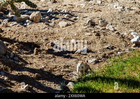 Ein Eichhörnchen auf dem Gras. Weißschwanzantilopenhörnchen. Juancito Eichhörnchen in der Wüste von Sonora. Stockfoto