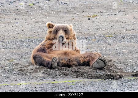 Lustiges Bild des braunen Bären an der Küste auf dem Rücken - Brown Bear Bay, Chinitna Bay, in der Nähe des Lake Clark National Park and Preserve, Alaska Stockfoto