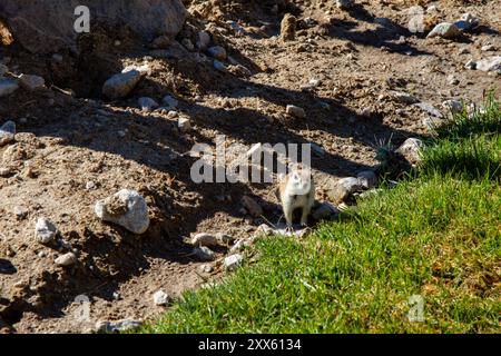 Ein Eichhörnchen auf dem Gras. Weißschwanzantilopenhörnchen. Juancito Eichhörnchen in der Wüste von Sonora. Stockfoto