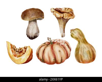 Essbare Pilze und Kürbisse setzen Aquarellillustration Stockfoto