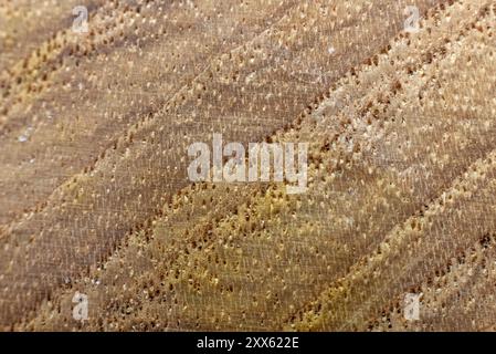 Nahaufnahme, Makro aus strukturiertem Holz. Ideal für Textur, natürlicher Hintergrund mit beigefarbenem, braunem Look. Stockfoto