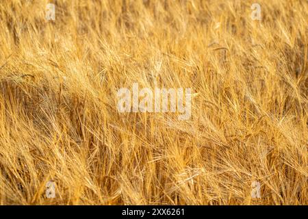 Selektive Fokussierung eines Feldes unter Gerstenanbau im Sommer reif für die Ernte Stockfoto