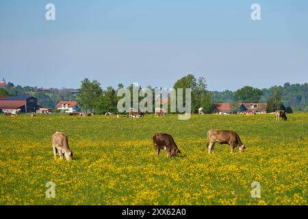 Bayern, Deutschland - 11. Mai 2024: Kühe grasen friedlich auf einer blühenden Wiese in Bayern *** Kühe grasen friedlich auf einer blühenden Wiese in Bayern Stockfoto