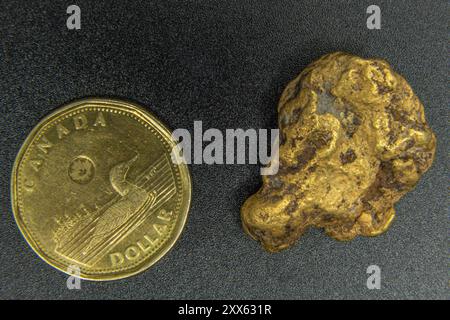 Echte Goldnuggets mit schwarzem Hintergrund, aufgenommen im Fotostudio mit kanadischem tooney-Dollar für Maßstab. Authentischer Naturschmuck. Stockfoto