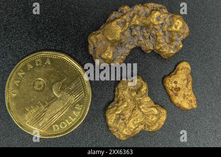 Echte Goldnuggets mit schwarzem Hintergrund, aufgenommen im Fotostudio mit kanadischem tooney-Dollar für Maßstab. Authentischer Naturschmuck. Stockfoto