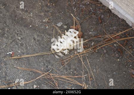 Entfernen Sie die Haarklammer in Schmutz Stockfoto