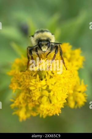 Zweiförmige Hummel, Bombus bifarius (vancouverensis), männliche Futtersuche in Goldenrod-Blüten Stockfoto