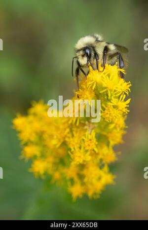 Zweiförmige Hummel, Bombus bifarius (vancouverensis), männliche Futtersuche in Goldenrod-Blüten Stockfoto