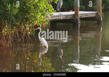 Isolierter großer weißer Reiher, der im ruhigen blauen Wasser steht, kleines Boot Dock im Rücken reflektiert die Sonne im Wasser. Geschwungener Hals nach links. Stockfoto