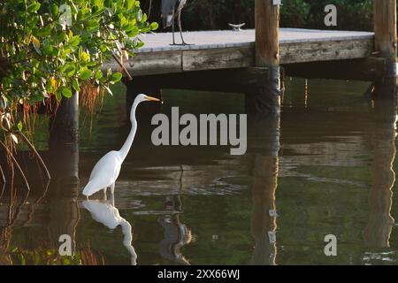 Isolierter großer weißer Reiher, der im ruhigen blauen Wasser steht, kleines Boot Dock im Rücken reflektiert die Sonne im Wasser. Geschwungener Hals nach links. Stockfoto