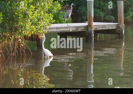 Isolierter großer weißer Reiher, der im ruhigen blauen Wasser steht, kleines Boot Dock im Rücken reflektiert die Sonne im Wasser. Geschwungener Hals nach links. Stockfoto