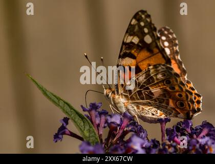 Gemalte Dame auf Buddleia Stockfoto