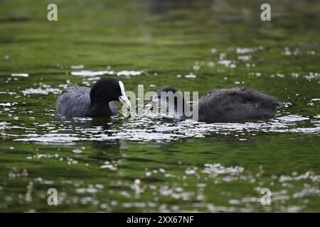 Gemeiner Coot (Fulica atra), erwachsener Vogel, der Küken im Wasser füttert Stockfoto