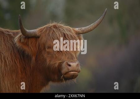 Hochlandrinder oder Kuh (Bos taurus) Erwachsene Nutztiere Kopf Porträt, Suffolk, England, Vereinigtes Königreich, Europa Stockfoto