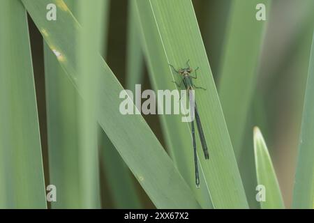 Smaragddamselfly (Lestes sponsa) erwachsenes weibliches Insekt auf einem Schilfblatt, Suffolk, England, Vereinigtes Königreich, Europa Stockfoto