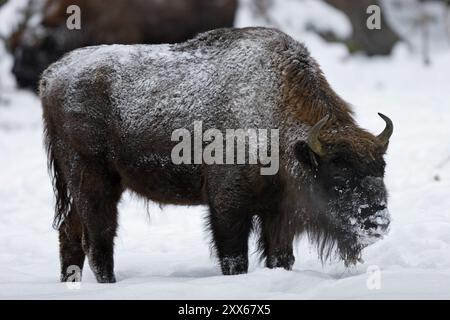 Europäische Bison, Wisent, Bison bonasus Stockfoto