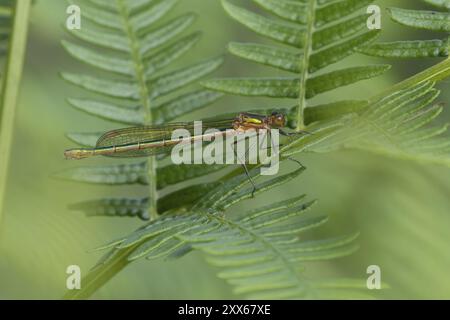 Smaragddamselfly (Lestes sponsa) erwachsenes weibliches Insekt auf einem Brackenblatt, Suffolk, England, Vereinigtes Königreich, Europa Stockfoto