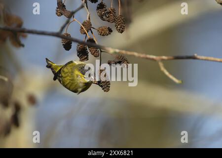 Siskin (Spinus spinus) erwachsener Vogel, der im Winter an einem Erlenbaumkegel fresst, Suffolk, England, Vereinigtes Königreich, Europa Stockfoto