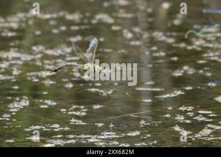 Emperor Libelle (Anax Imperator) erwachsenes weibliches Insekt, das über einem Teich fliegt, Suffolk, England, Vereinigtes Königreich, Europa Stockfoto