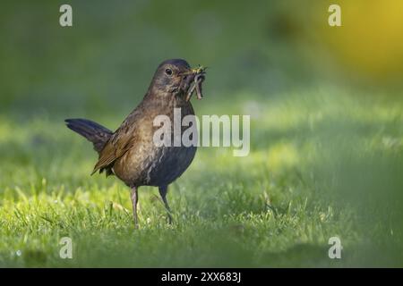 Eurasische Amsel (Turdus merula) ausgewachsene Vogel sammelt Würmer für Nahrung in seinem Mund von einem Gartenrasen, Suffolk, England, Vereinigtes Königreich, Euro Stockfoto