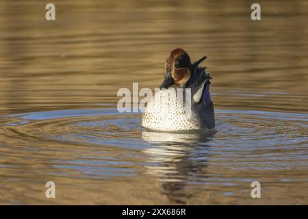 Eurasischer Petrol (Anas crecca) ausgewachsener männlicher Vogel, der auf dem Wasser eines Sees zu sehen ist, Norfolk, England, Vereinigtes Königreich, Europa Stockfoto