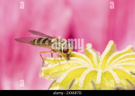 Gewöhnliche hoverfly (Eupeodes corollae), erwachsenes Insekten, die sich an einer Mohnblume ernähren, Suffolk, England, Vereinigtes Königreich, Europa Stockfoto