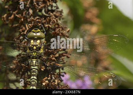 Südliche Hawker Libelle (Aeshna cyanea) ausgewachsenes weibliches Insekt auf einer Gartenblume Buddleja, Suffolk, England, Vereinigtes Königreich, Europa Stockfoto