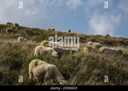 Julianadorp, Niederlande. September 2021. Weideschafe im Dünengebiet von Julianadorp, Nordholland. Stockfoto