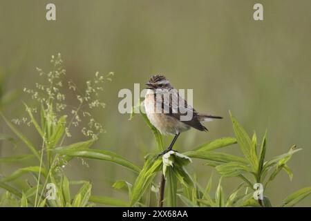 Whinchat, Saxicola rubetra, Wingchat Stockfoto