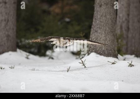 Uhu, Bubo bubo, eurasische Adlereule Stockfoto