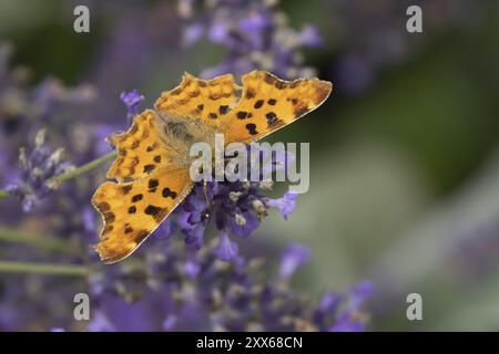 Komma-Schmetterling (Polygonia c-Album) erwachsenes Insekt, das sich an blauen Lavendelblüten in einem Garten ernährt, Suffolk, England, Vereinigtes Königreich, Europa Stockfoto