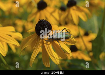 Ein grünlicher Käfer, der auf einer gelben Blume mit schwarzbrauner Mitte sitzt, umgeben von anderen hellgelben Blüten, Moschuskäfer (Aromia moschata), Ilse Stockfoto