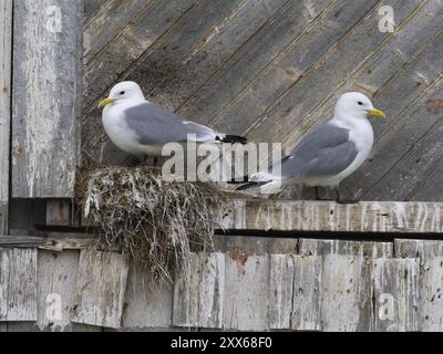 Schwarzbeinige Kätzchen (Rissa tridactyla), Brutvogel auf Nest, gebaut auf dem Fischereihafen Gebäude, Mai, Varanger Fjord, Norwegen, Europa Stockfoto