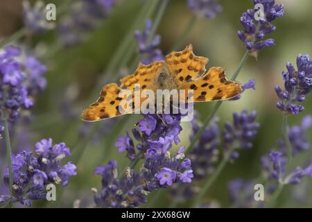 Komma-Schmetterling (Polygonia c-Album) erwachsenes Insekt, das sich an blauen Lavendelblüten in einem Garten ernährt, Suffolk, England, Vereinigtes Königreich, Europa Stockfoto