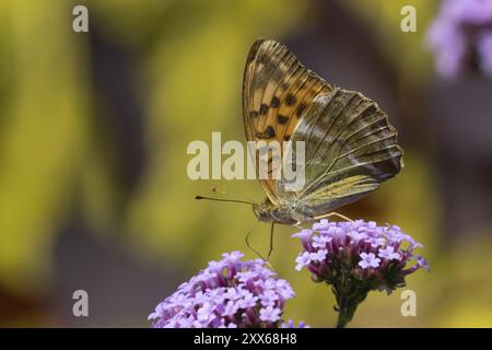 Silbergewaschener fritillarischer Schmetterling (Argynnis Paphia) erwachsenes Insekt, das auf einer violetten Gartenblume der Verbene ernährt, Suffolk, England, Vereinigtes Königreich, Europa Stockfoto